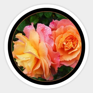 Pink Roses In A Transparent Circle Sticker